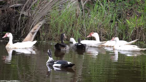 Group-of-ducks-is-swim-at-river